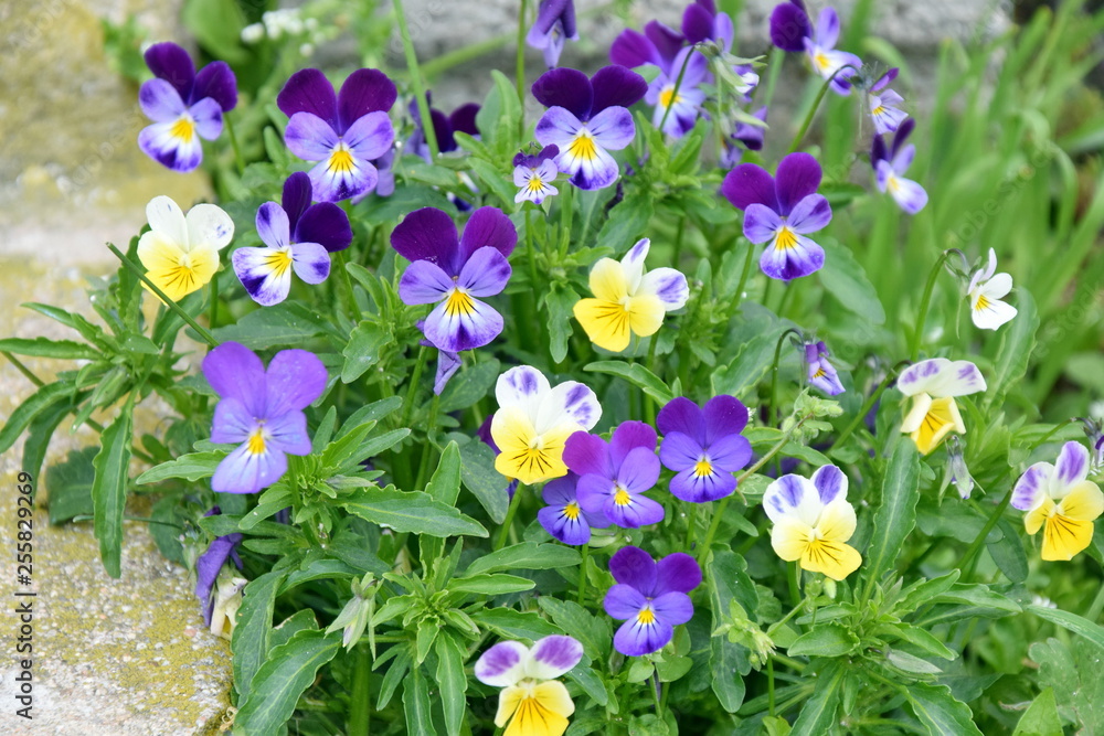 Fototapeta premium Małe małe fiołki dzikie BratkiTiny Flowers Home Garden Stock Photo