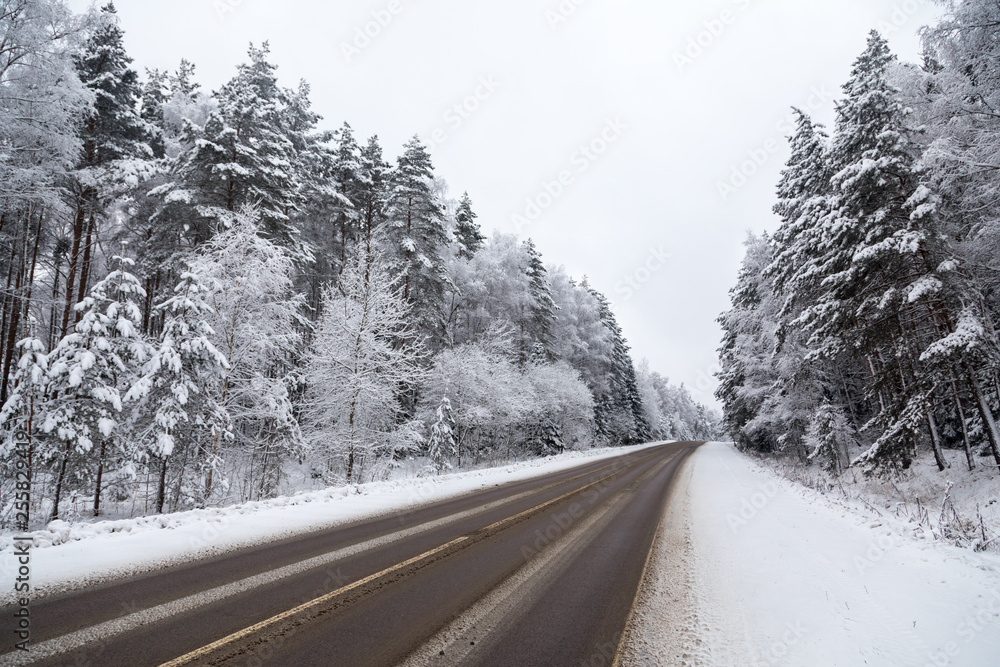 Fototapeta premium road in winter forest