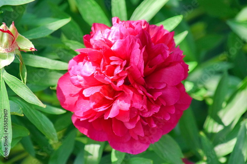 Paeonia Lactiflora Blossom Detail Closeup Portrait Flower Floral Garden Planting Stock Photo