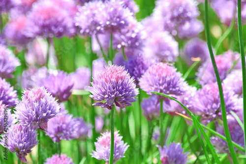 Chive Allium Schoenoprasum Colorful Blossom Vegetable Plant Food Stock Photo