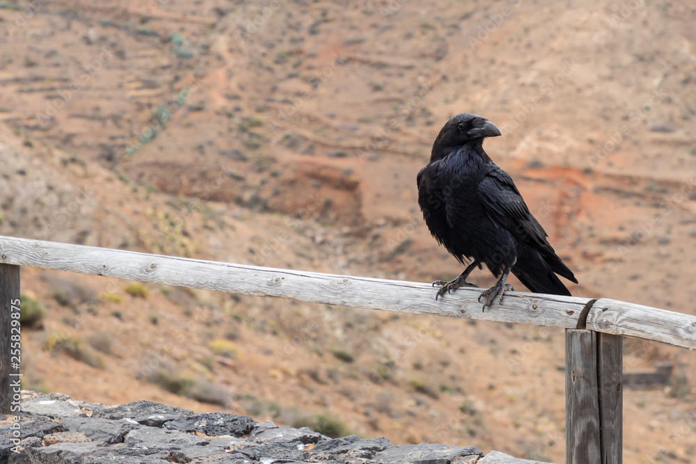 Fototapeta premium corvus corax canariensis