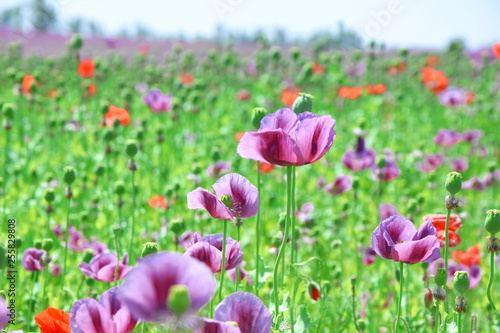Papaver Somniferum L Poppy Colorful Floral Field Stock Photo © KikkiaJackson