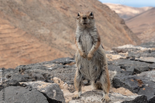 barbary ground squirrel photo