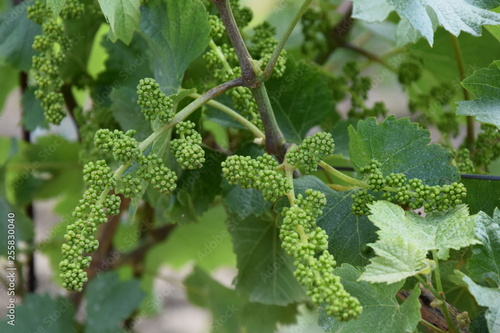 Grapevine Field Closeup Stock Photo Grapevine Field Closeup Stock Photo