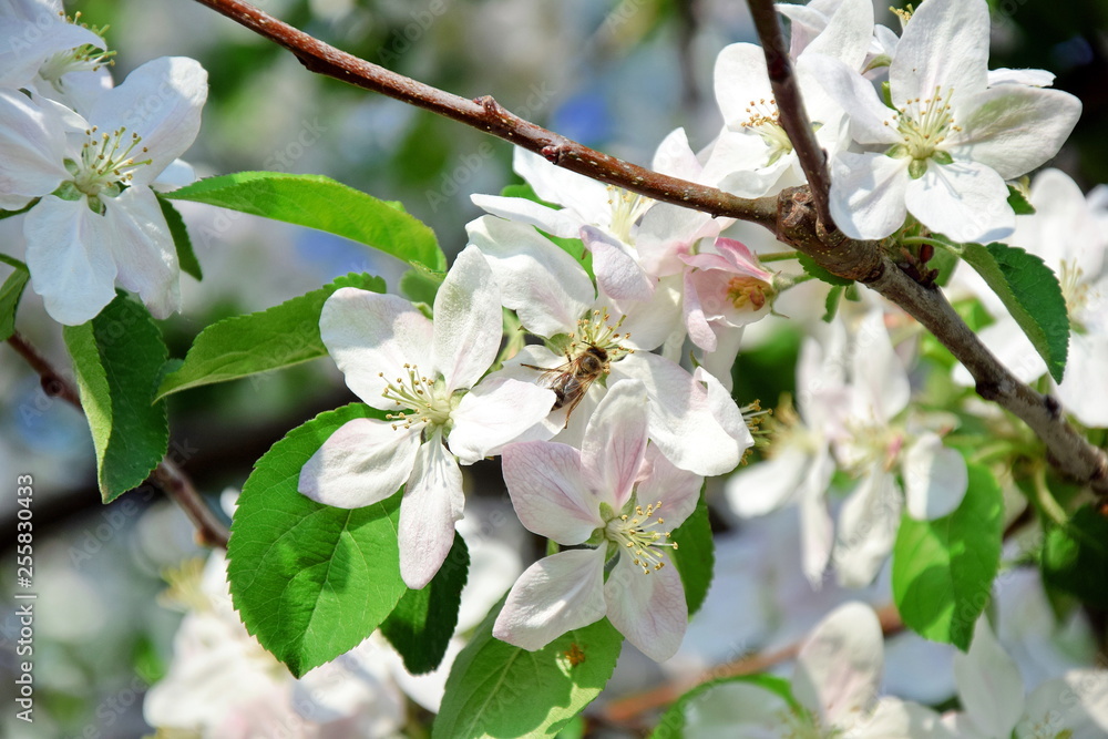 Obraz premium Apple Blossom Flowers Bloom Fruit Tree White Pink Floral Botanic Stock Photo
