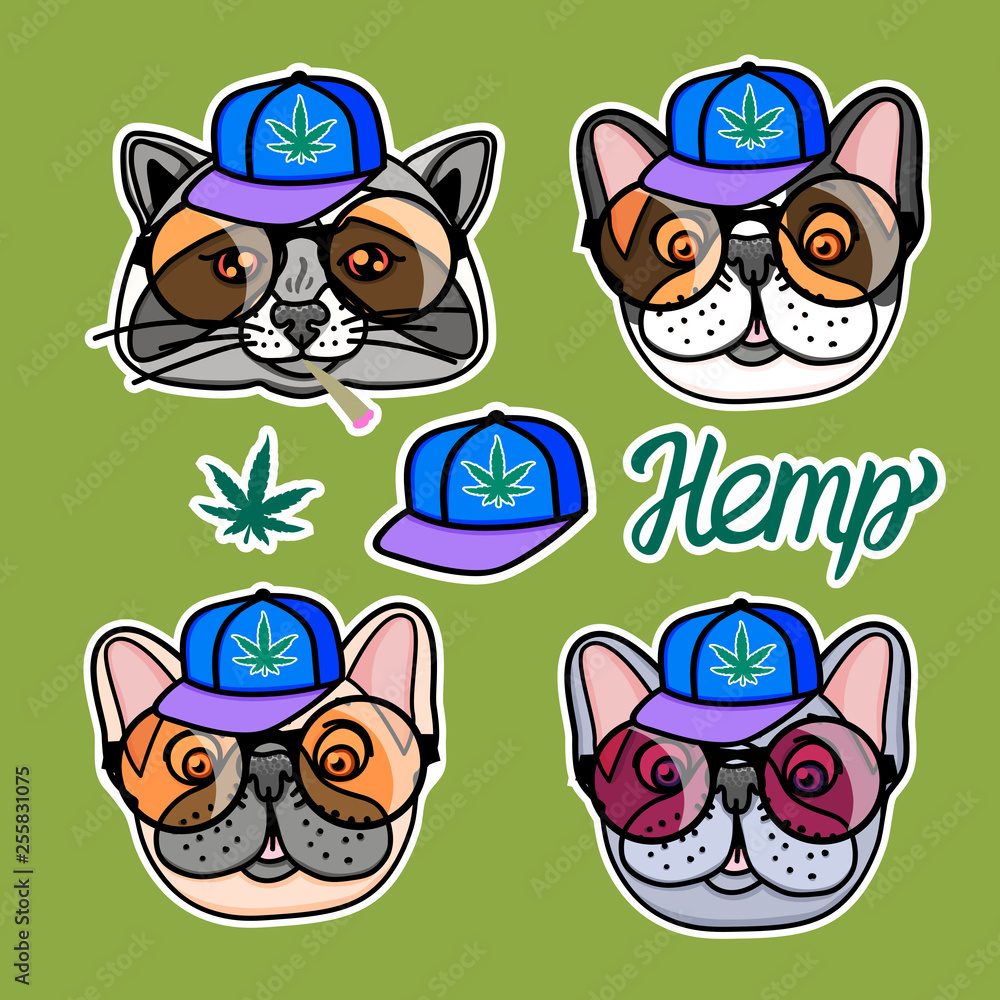 Set Raccoon and dog boy in cool hip hop style. Vector for print on T-shirts and other souvenir products. Hemp lettering isolated on green