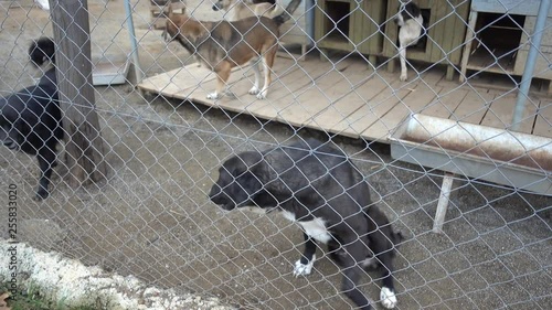 4K Hopeless cripple dogs and others at the shelter, audio photo