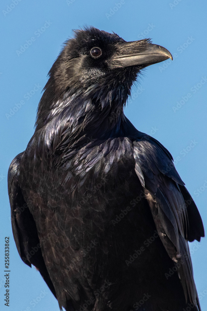 raven on blue ground