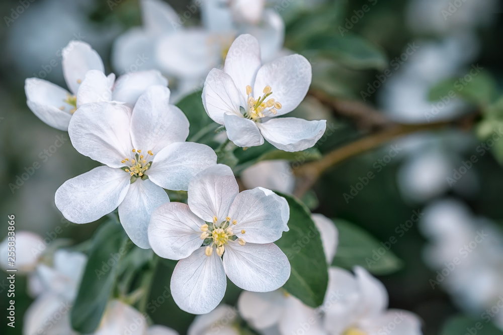 Close-up of a blossoming branch of apple tree on a sunny spring day. Macro photo with shallow depth of field and soft focus. Close-up of a blossoming branch of apple tree on a sunny spring day. Macro photo with shallow depth of field and soft focus.