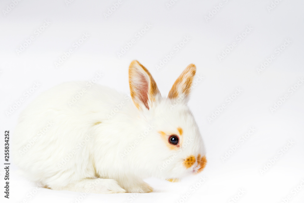 Obraz premium cute fluffy white rabbit on a white background