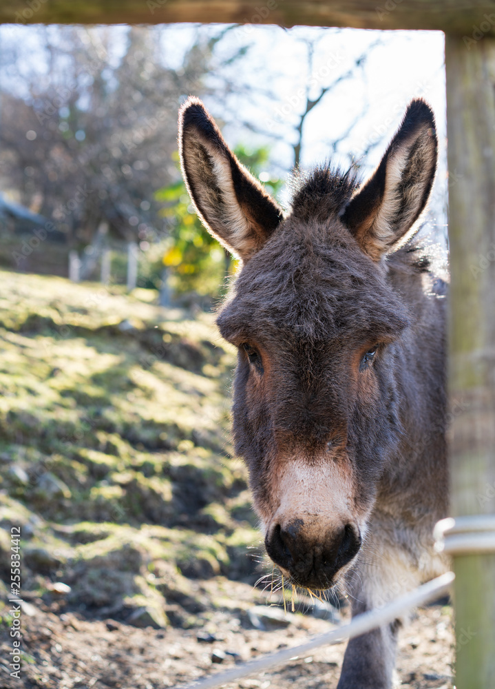 Looking forward and eating donkey from Gambarogno, Switzerland Looking forward and eating donkey from Gambarogno, Switzerland