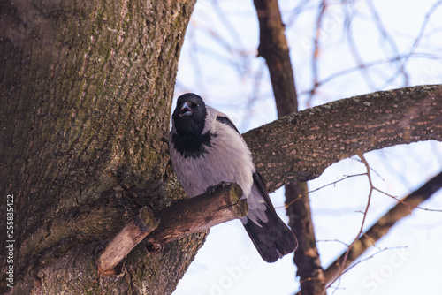 Crow sitting on a branch