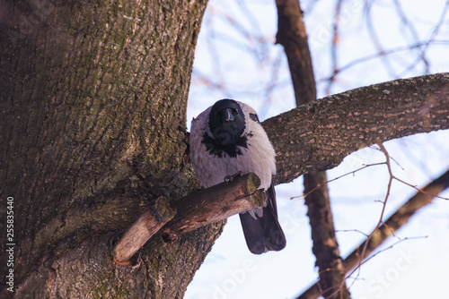 Crow sitting on a branch