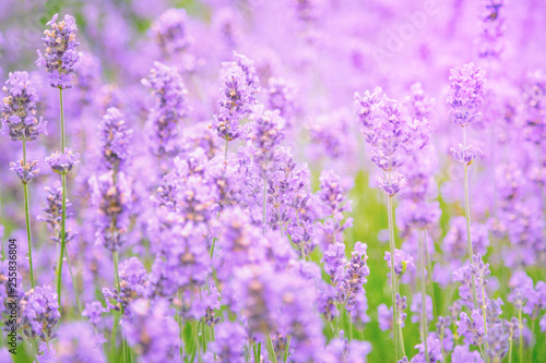 Close up of lavender flower field. Blurred