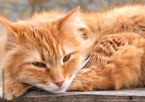 portrait of a redhead adult cat with a big mustache