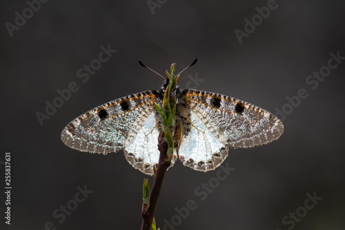 Papilionidae / Yalancı Apollo / / Archon apollinus