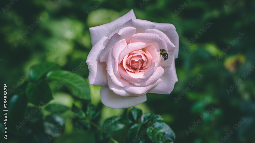 Flower with Bee