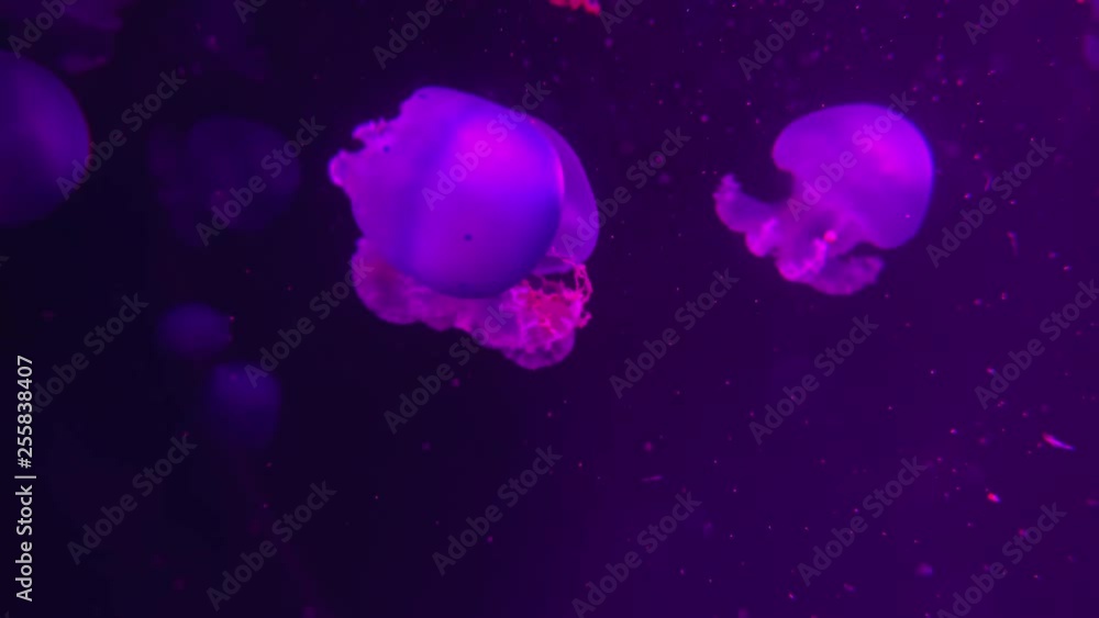 Closeup underwater video recording of swimming jellyfishes Closeup underwater video recording of swimming jellyfishes