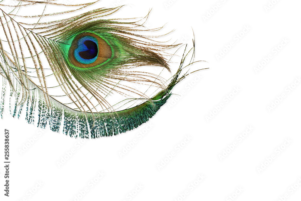 Obraz premium peacock feather in white background with text copy space