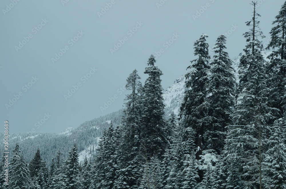 Obraz premium Snowy mountains and pines