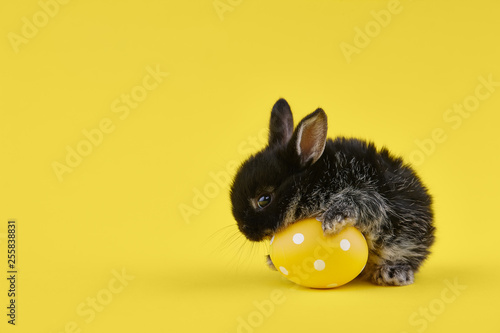 Black baby bunny rabbit with yellow painted polka-dotted egg on yellow background. Easter holiday concept.