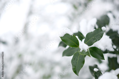 Close up of a young leafy tree sprout presented in a corner and whose leaves are covered with a little snow on a bright winter background