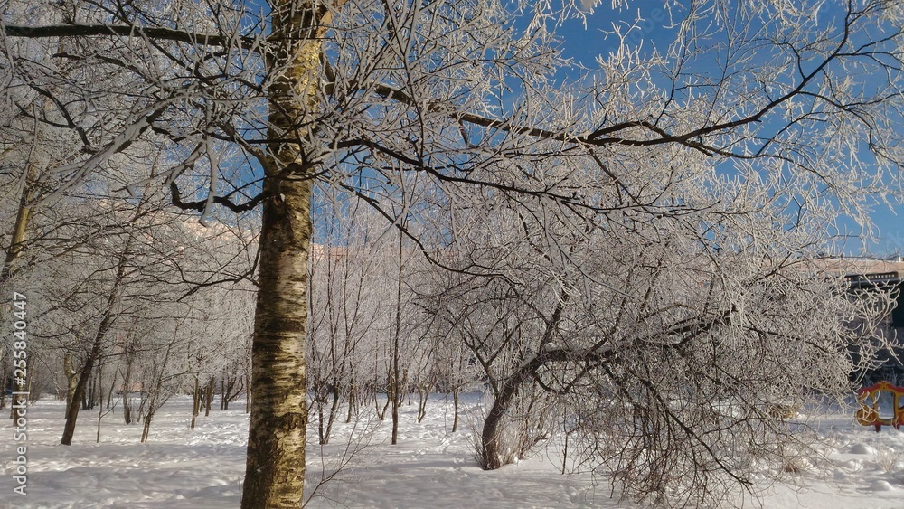 Fototapeta premium trees in winter