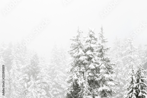 Photography Snow covered trees in a coniferous mountain forest; forest surrounded and envelo