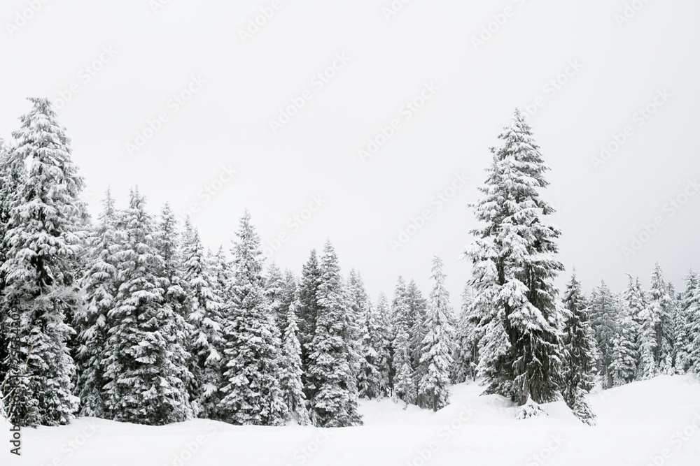 Fototapeta premium Snow covered trees in a coniferous mountain forest; forest surrounded and enveloped in a cloud or fog