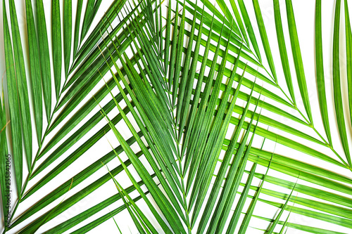 Tropical green palm leaves on white background. Minimal nature summer concept. Top view  flat lay  copy space. Isolated