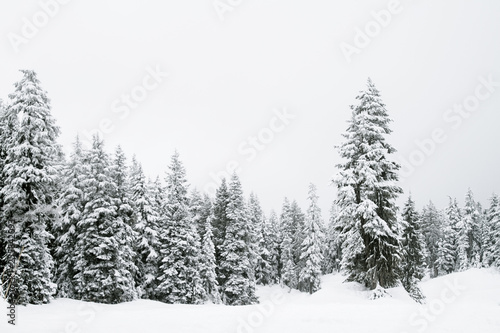 Snow covered trees in a coniferous mountain forest  forest surrounded and enveloped in a cloud or fog © Karynf
