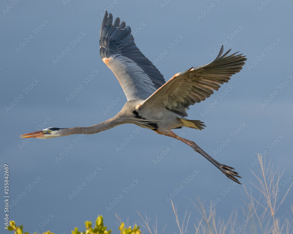 Obraz premium Great Blue Heron