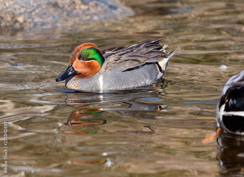 Green Winged Teal in a Pond