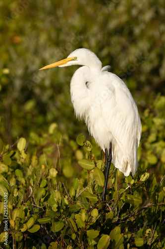 Great Egret © mattcuda