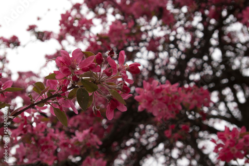 Wallpaper Mural the purple prince crabapple blossom Torontodigital.ca