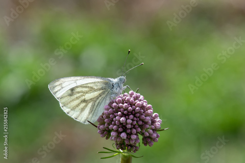 Pieridae / Yalancı Beyazmelek / / Pieris pseudorapae © Yasin