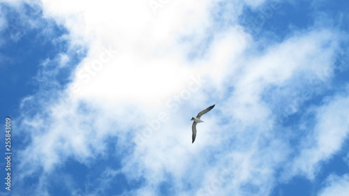seabird in the sky