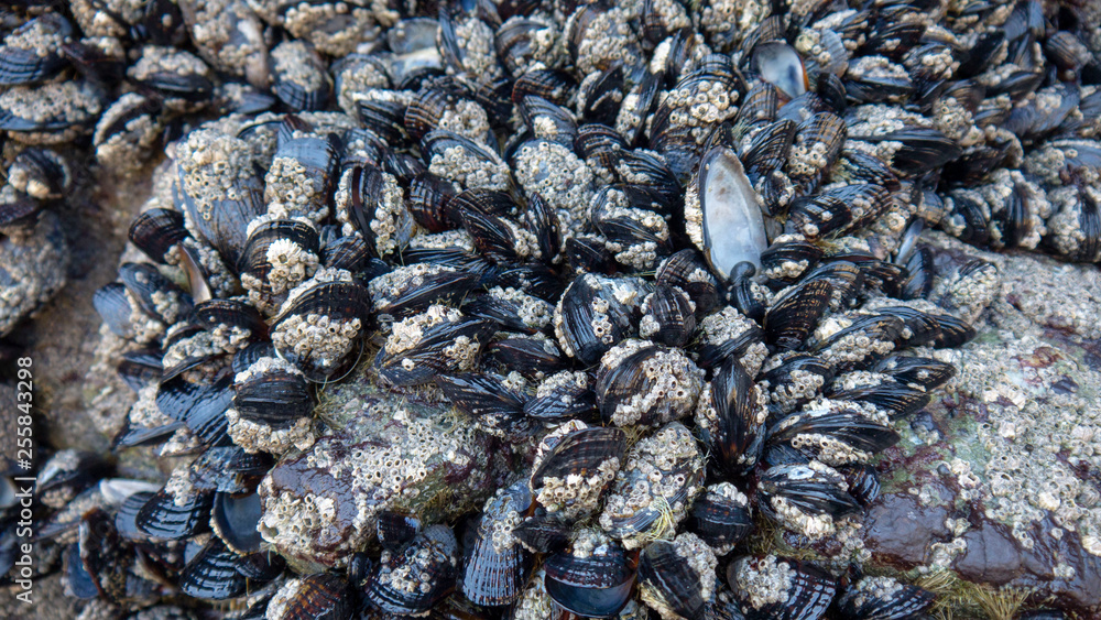 Macro of Mussels and Barnacles