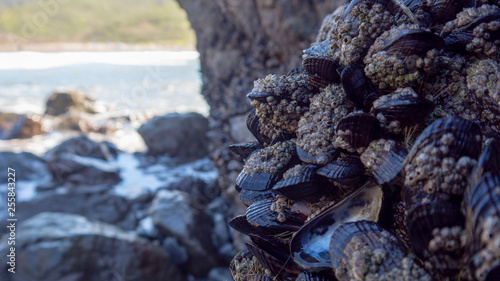 Close-up of Mussels and Barnacles with Room for Copy