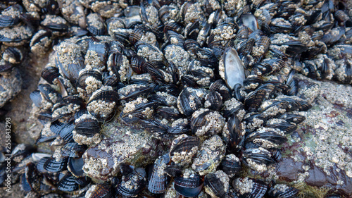 Macro of Mussels and Barnacles