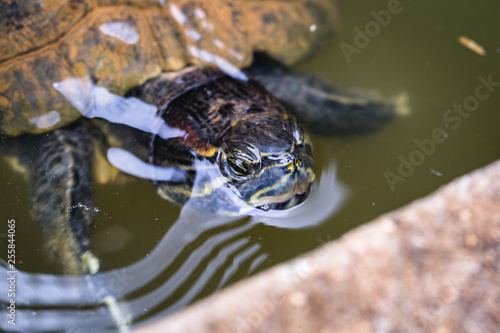 Turtle head seen before leaving from inside the water. Brasil.