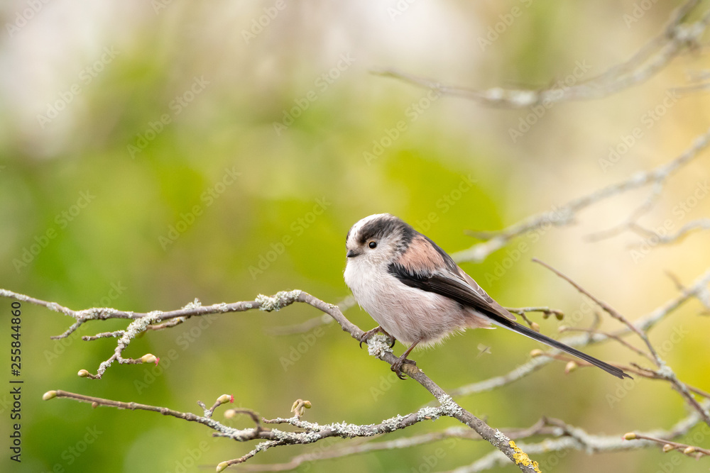Naklejka premium Long-Tailed Tit (Aegithalos caudatus)