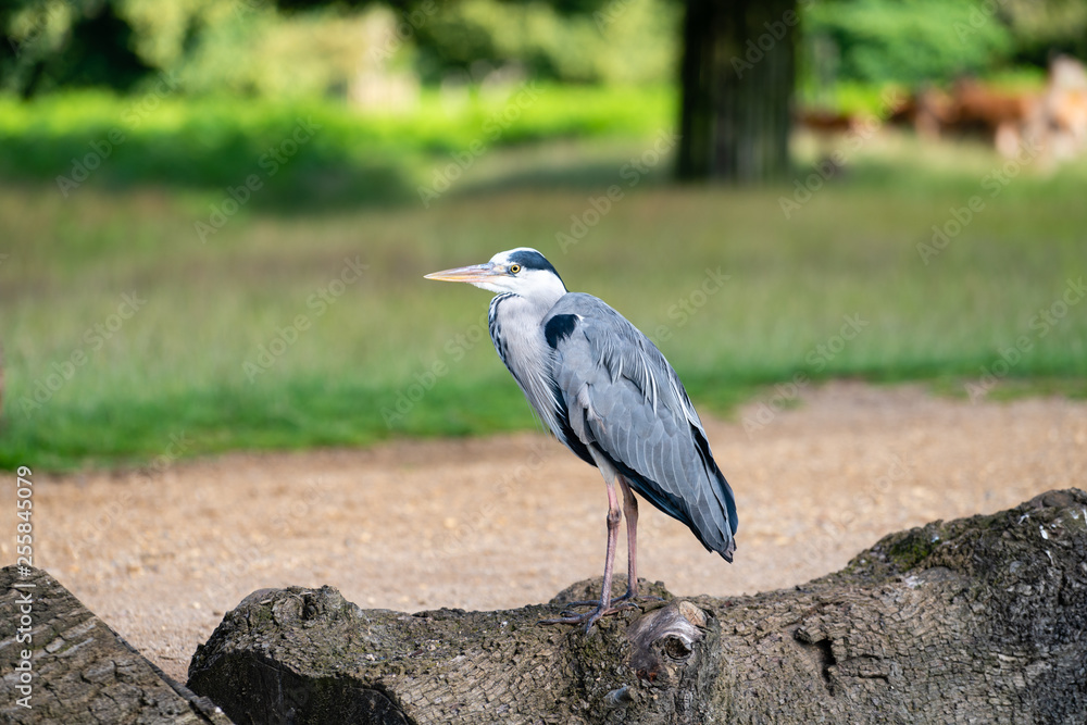Fototapeta premium Grey Heron (Ardea cinerea)