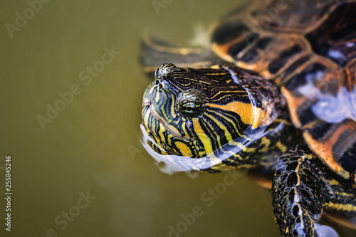 Brazilian turtle. Scientific name Trachemys dorbigni, popularly known as turtle-tiger, turtle-tiger or turtle-green-and-yellow. photo