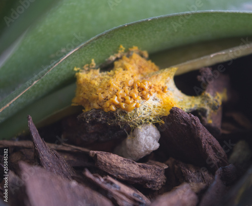 Yellow slime mold growing on mulch and the leaves of an orchid.