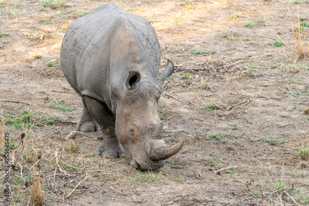 Obraz premium White Rhinoceros (Ceratotherium simum)