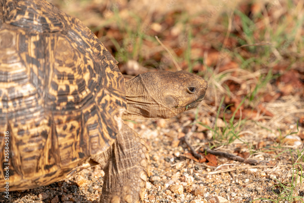 Fototapeta premium Leopard Tortoise (Stigmochelys pardalis)