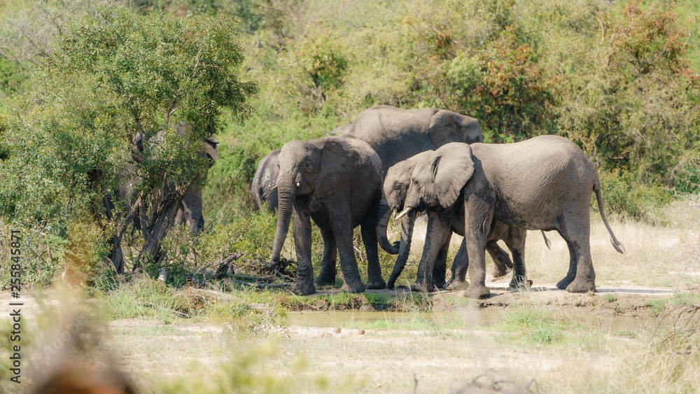 Fototapeta premium African Elephant (Loxodonta africana)