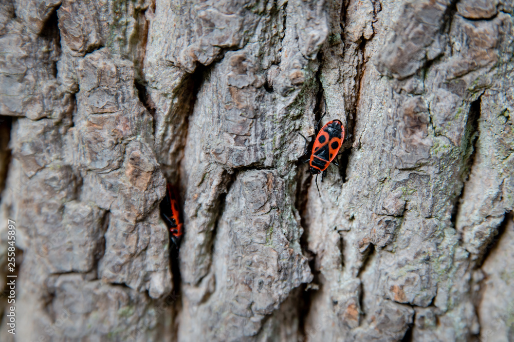 An adult red and black insect, European Firebug, Pyrrhocoris apterus, on tree trunk bark in Europe An adult red and black insect, European Firebug, Pyrrhocoris apterus, on tree trunk bark in Europe