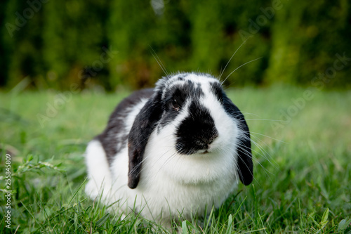 A black and white lop eared domestic bunny rabbit pet in a grass garden or field - front view